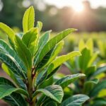 Soutien financier pour l’abattage d’arbres : quelles conditions et comment procéder ?