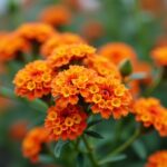 Haies de pyracantha : décryptage des restrictions légales en vigueur