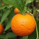 Oranger du Mexique : Guide complet sur ses risques de toxicité au jardin